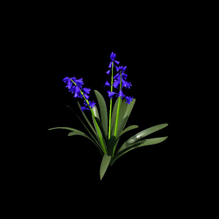 Bluebells4