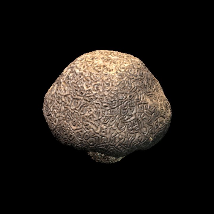 Truffle Mushroom