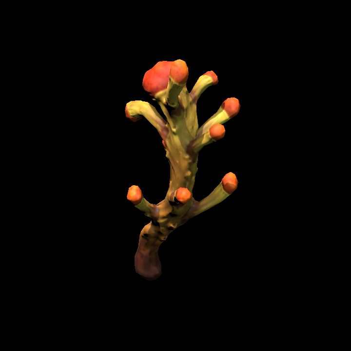 Mushroom_13