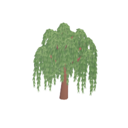 Willow Tree