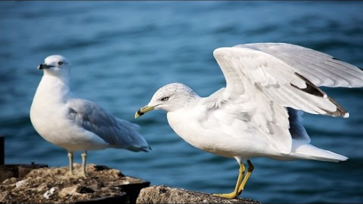 jonathan livingston seagull audiobook music replacement for seagull
