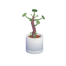 Pilea peperomioides plant