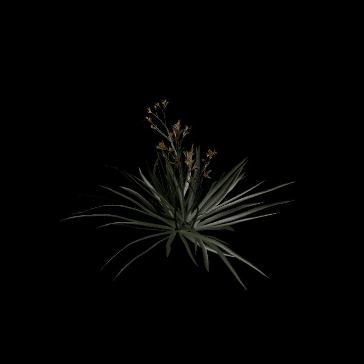 Nature, Plant, Kangaroo Paw 1