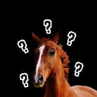 horse quiz! preview