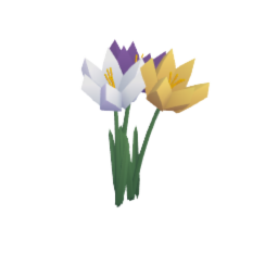 Crocus