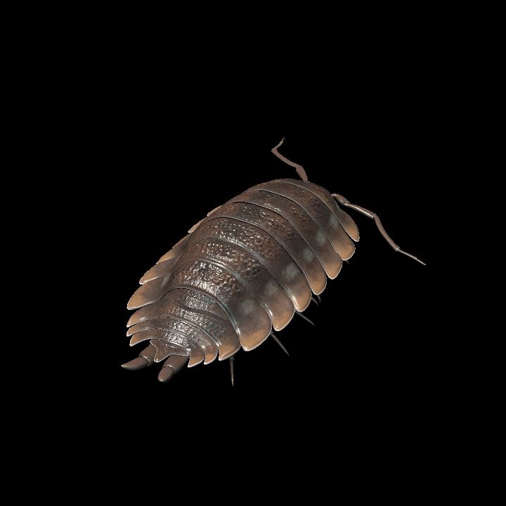 woodlouse