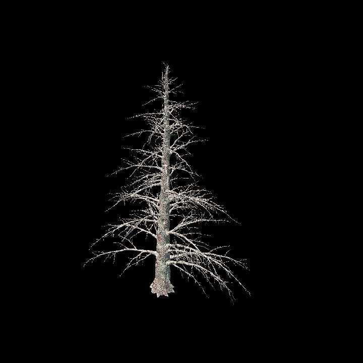 Nature, Tree, Bare 12