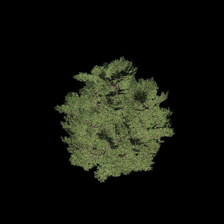 Nature, Tree 16