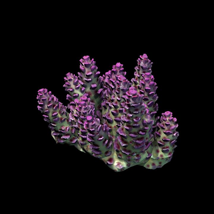 DA_Coral3_2a