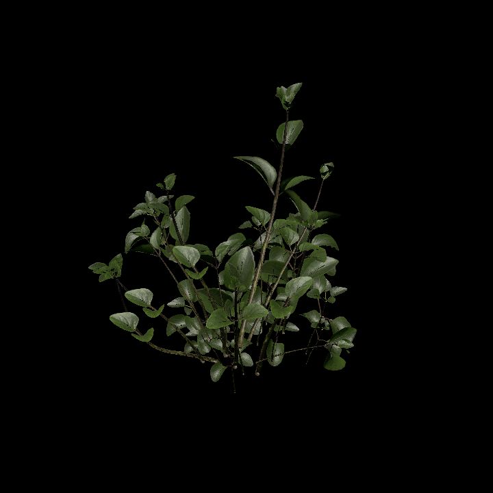 Nature, Plant, Oregano 4