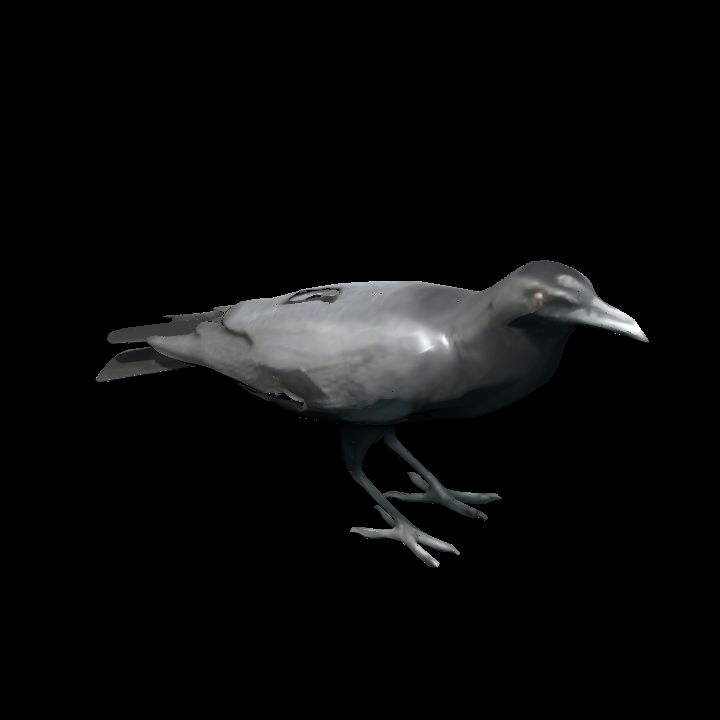 Crow standing 4