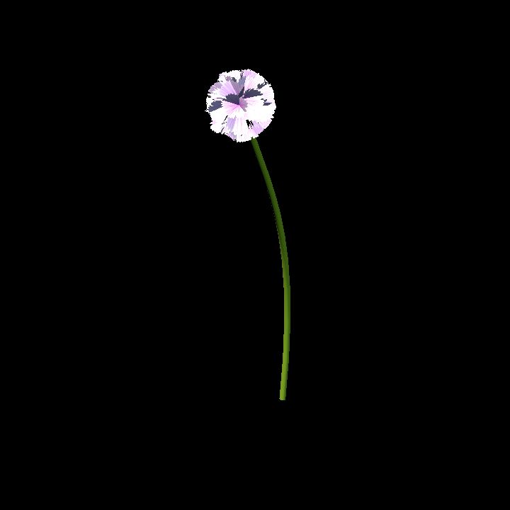 chive flowerhead