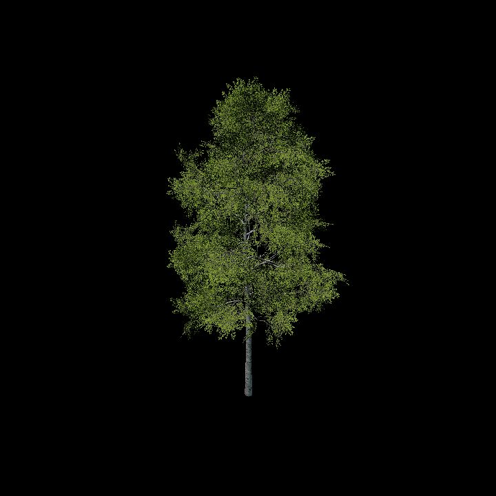 Nature, Tree 4