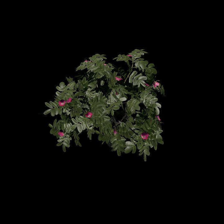 Nature, Plant, Rose Hip 1