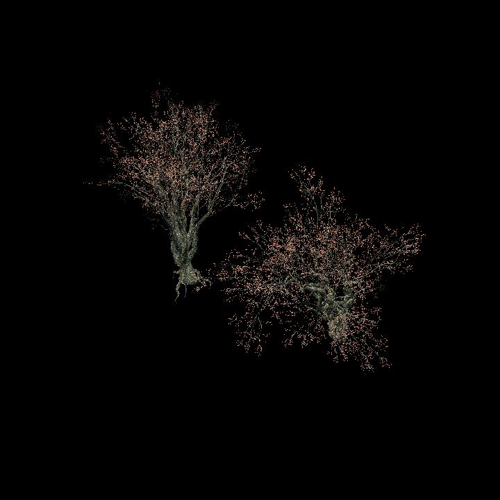 Nature, Tree, Oak, Fall 1