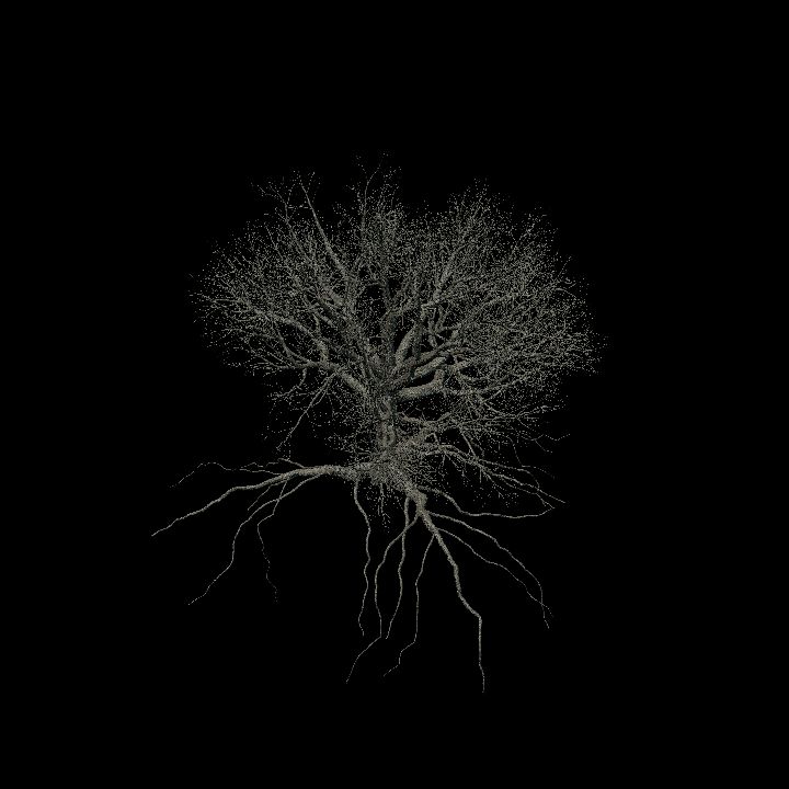 Nature, Tree, Oak, Bare 2