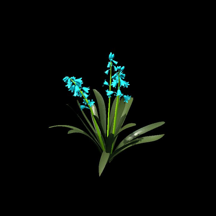 Bluebells6
