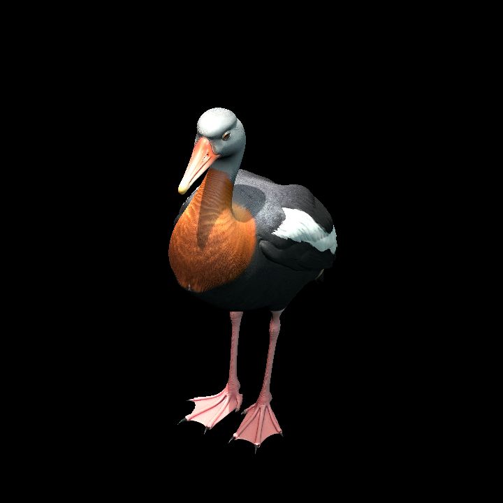 Black-bellied Whistling Duck