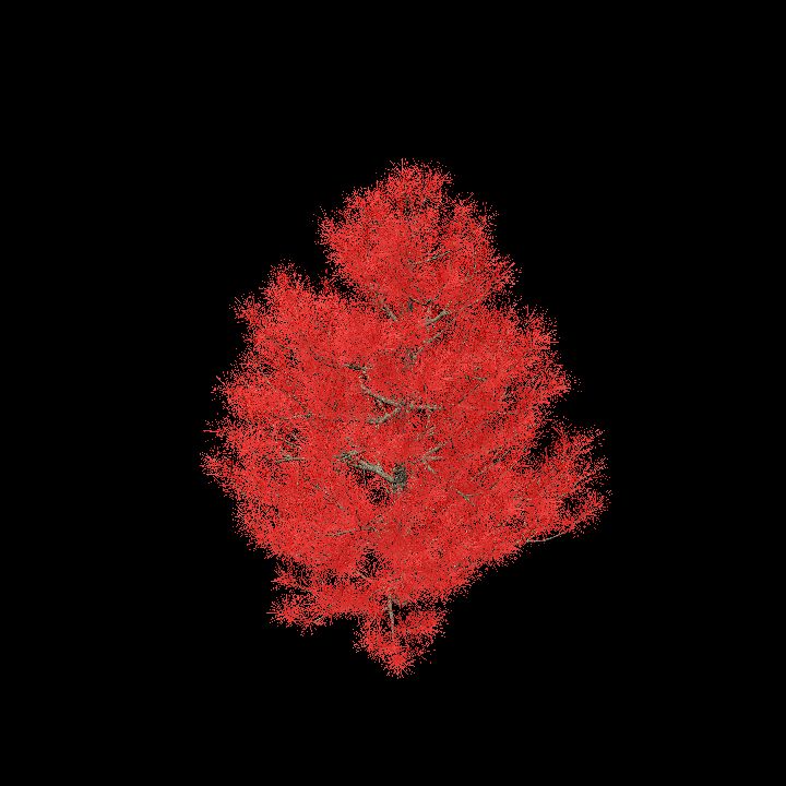 Glowing Pine _2