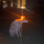 Siren Dog preview