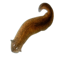 flatworm magnifier