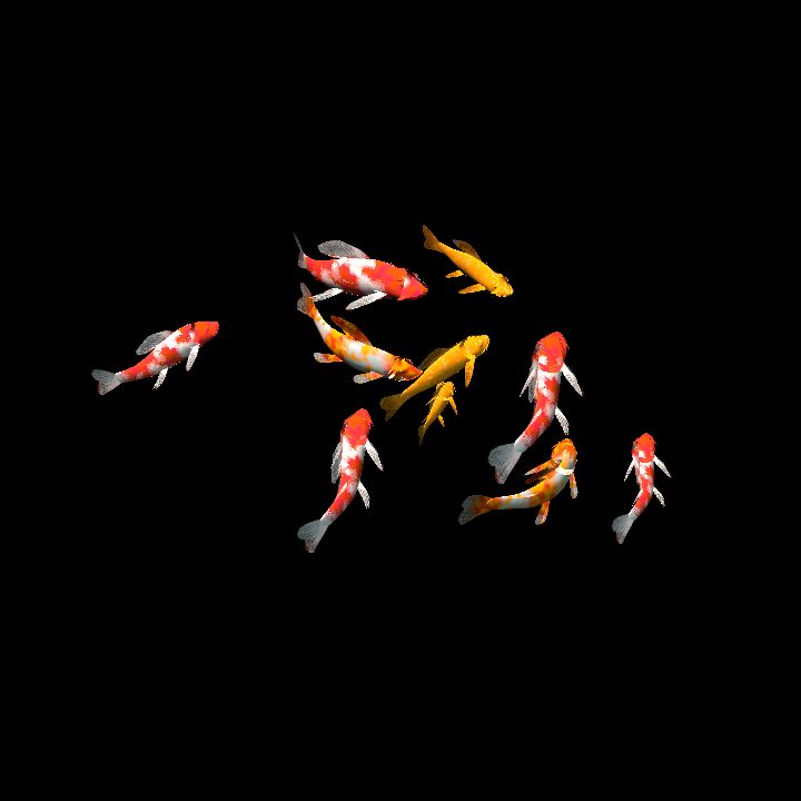 Koi fish - group