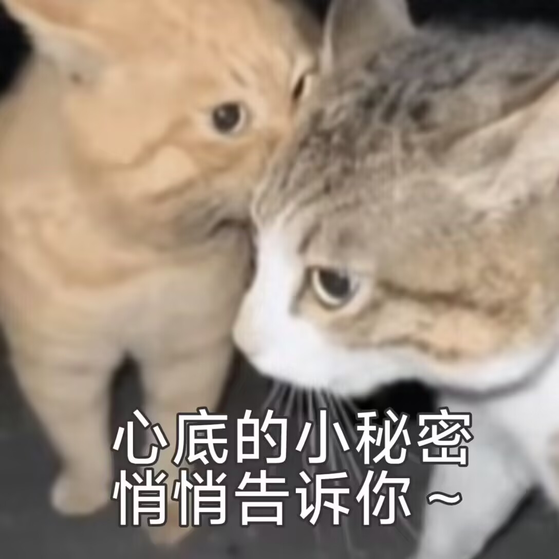 雷霆猫表情包
