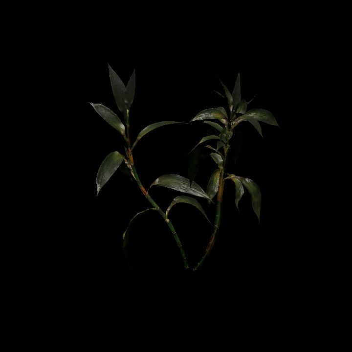 Nature, Plant, Bamboo 8