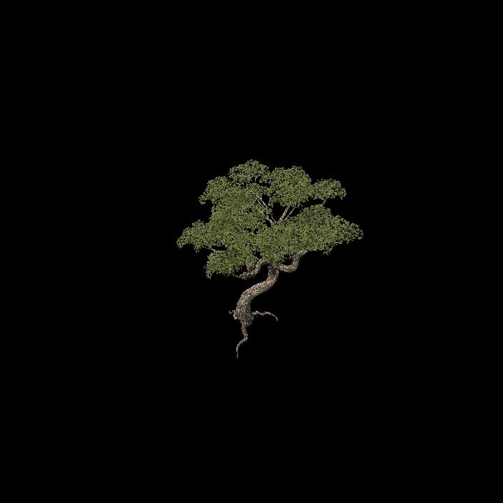 Old tree