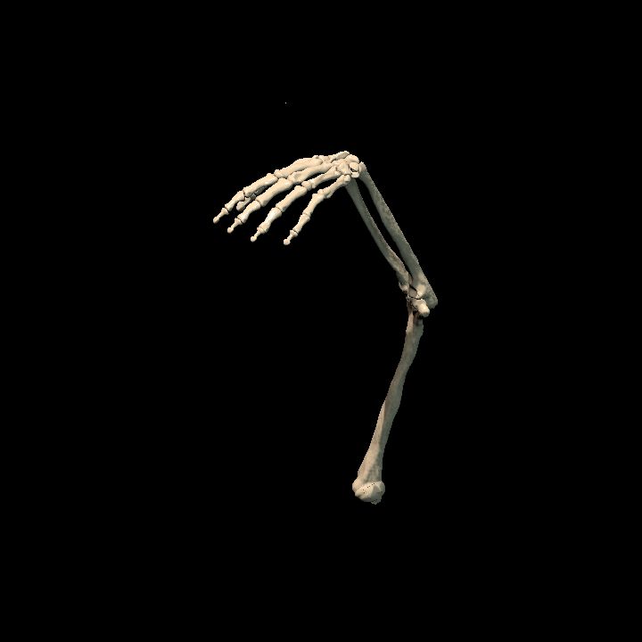 Skeletal arm (left bent)