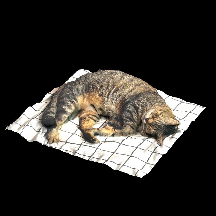 Sleeping cat
