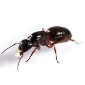 ant simulator - rat change