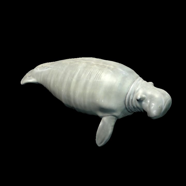 Manatee