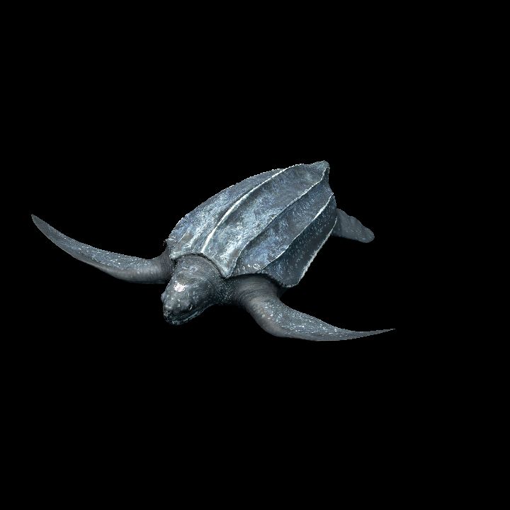 adult leatherback sea turtle