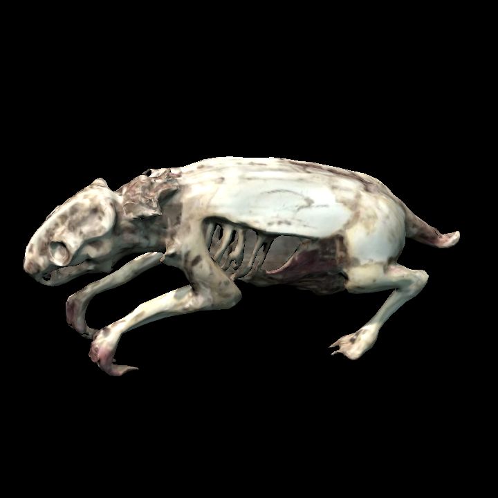 Rotting rat