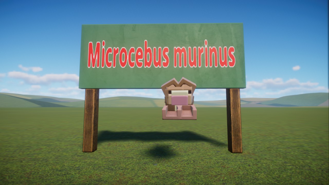 Dark's:Microcebus murinus