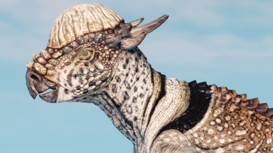 Collared Pachy