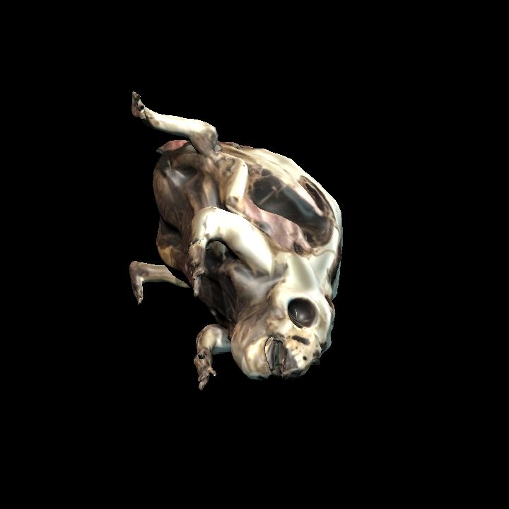 Rotting frog on side