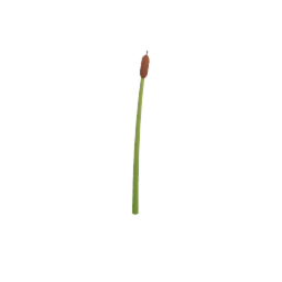 Single Cattail Reed