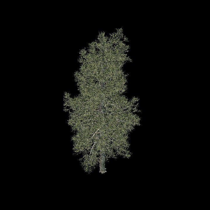 Pine tree #3