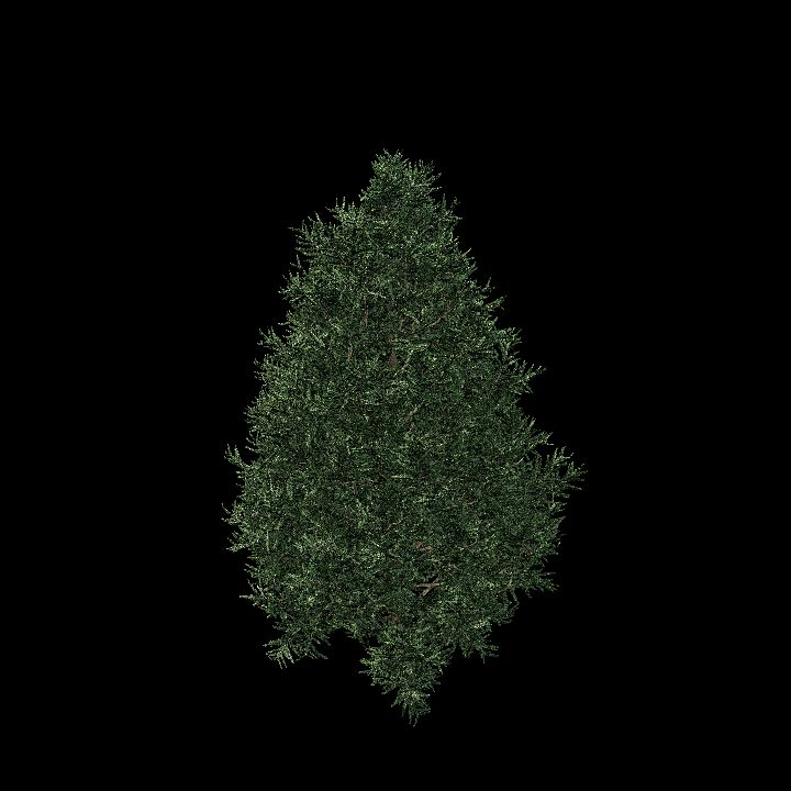 Nature, Tree, Fir 2