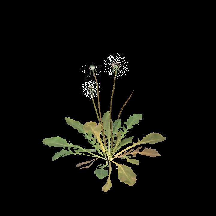 Dandelion plant in Seed