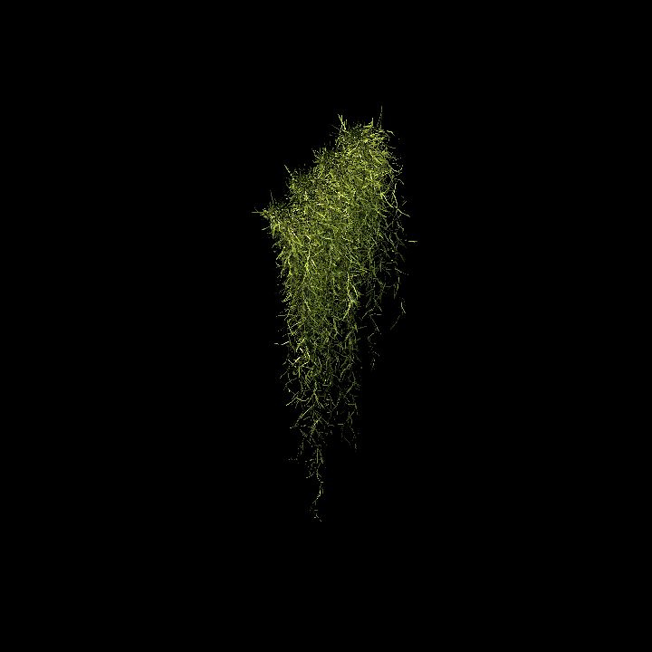 Spanish moss_05