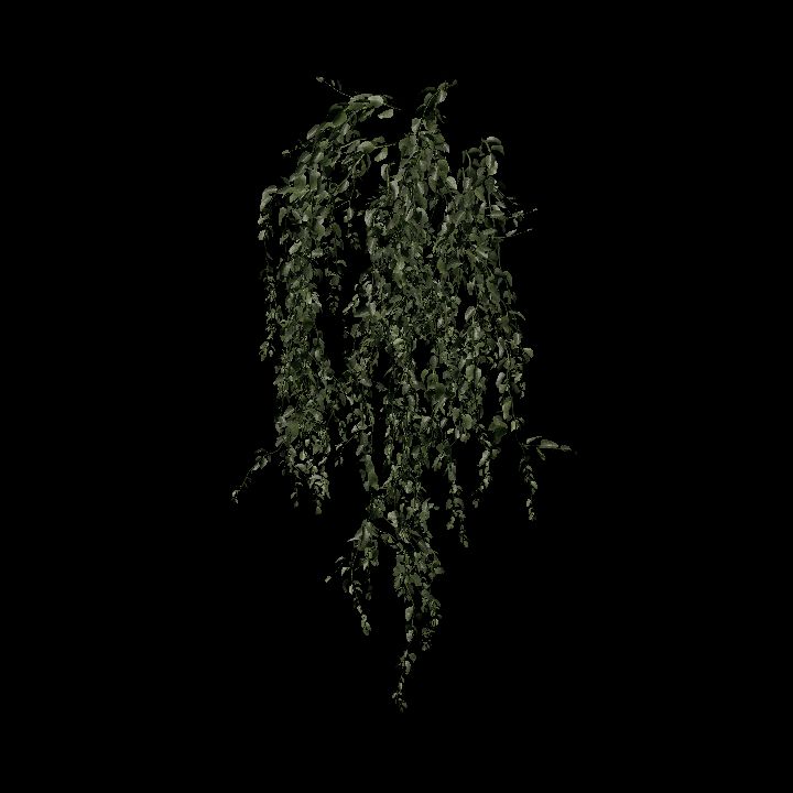 Nature, Plant, Vine, Wall 1
