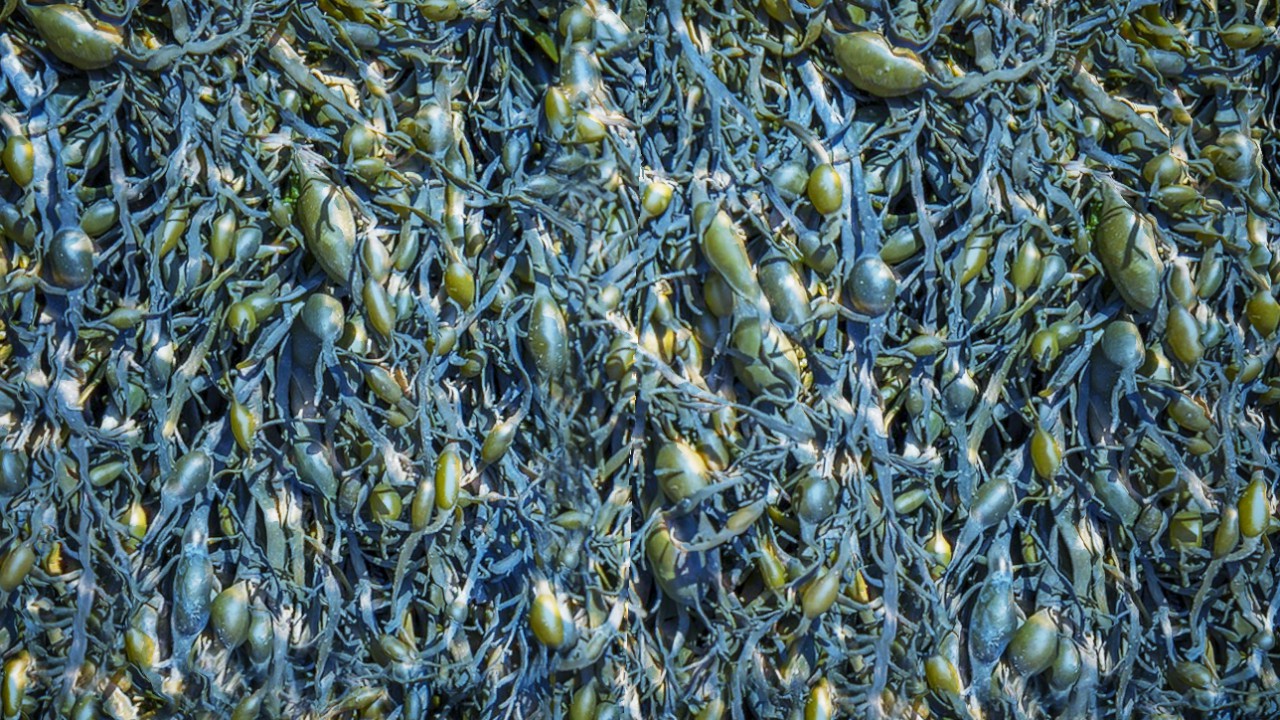 ALGAE