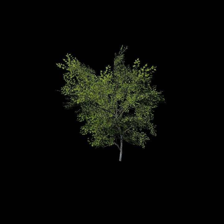 Nature, Tree 17