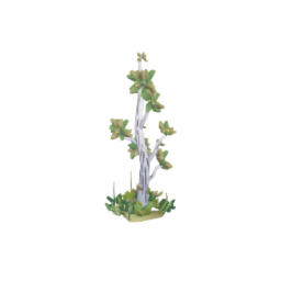 Woodland Aspen Plot