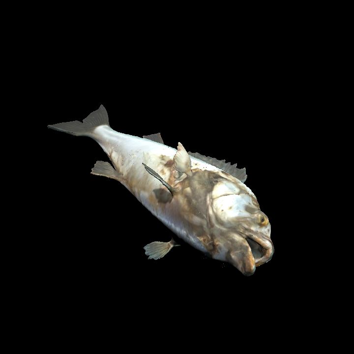 Rotting fish on side