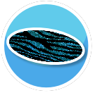 zebra blue