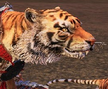 THE BIG FAT TIGER KING